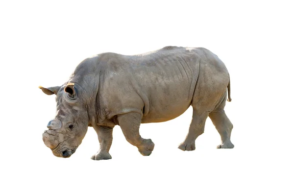 Rhinocéros — Photo