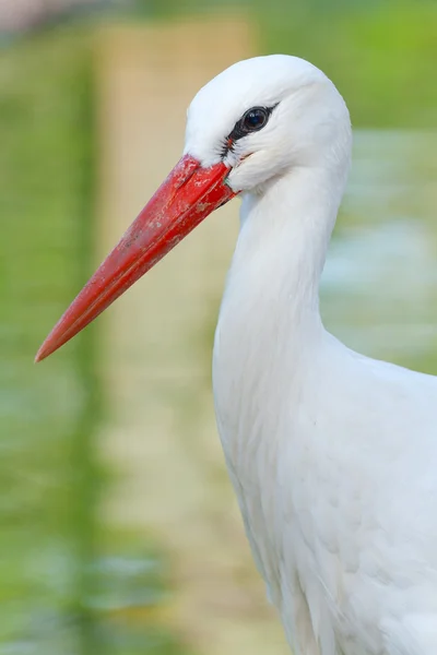 Stork on the lake background — Stock Photo, Image