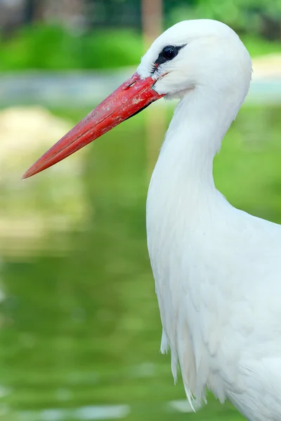 Stork on the lake background — Stock Photo, Image