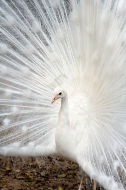 White peacock clipart
