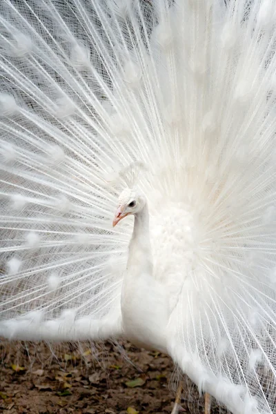 Pavo real blanco — Foto de Stock