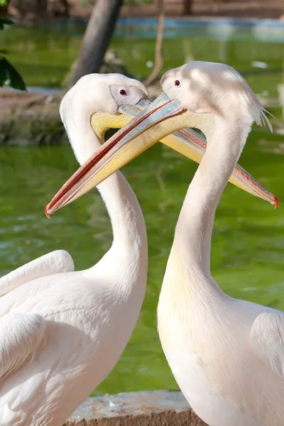 Amantes pelicanos — Fotografia de Stock