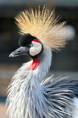 Crowned crane clipart