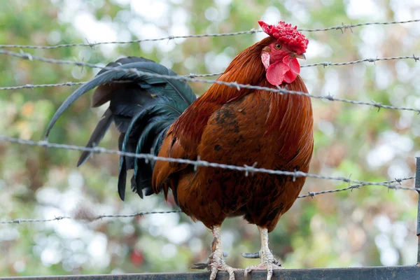 Prisionero polla — Foto de Stock