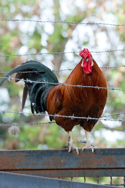 Prisionero polla — Foto de Stock