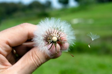 Dandelion clipart