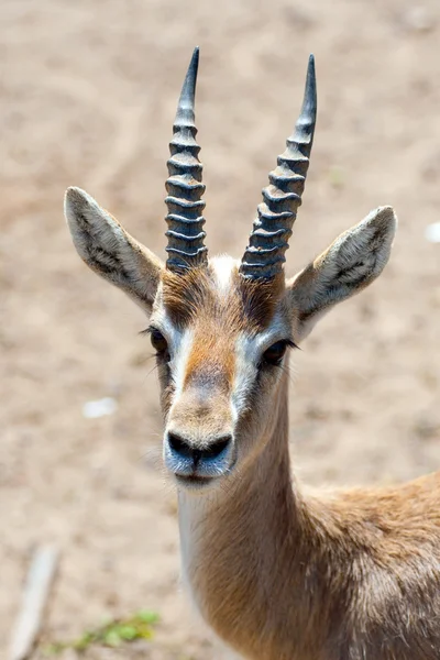 Gazelle Animals Closeup Stock Photo