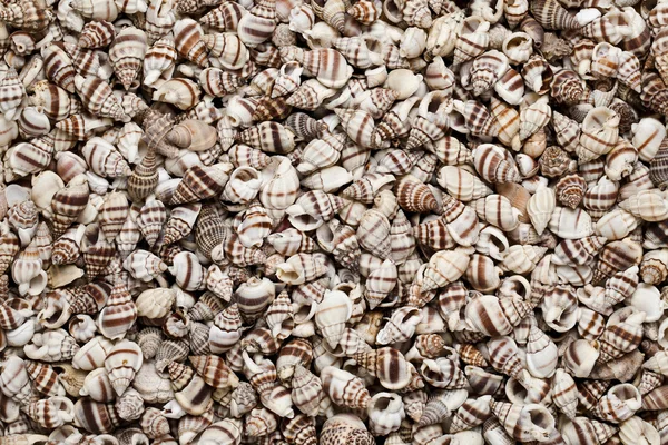 stock image Seashells as background