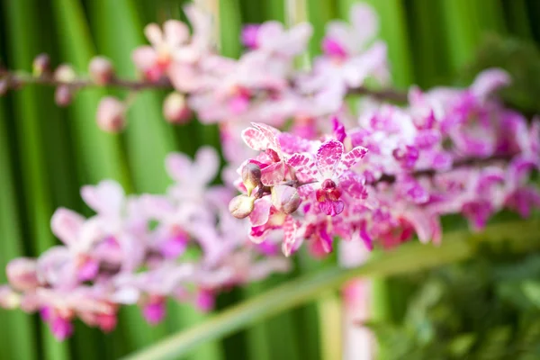 Orchidée fraîche — Photo