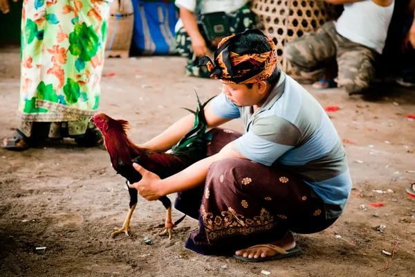 Cock Fighting — Stock Photo, Image