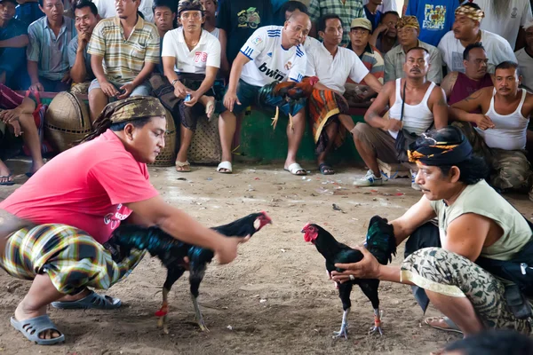 Cockfighting — Stock Fotó