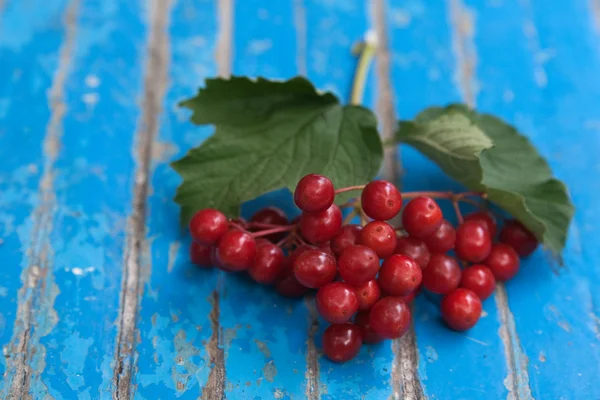 Bunch of red guelder-rose on the blue wooden surface