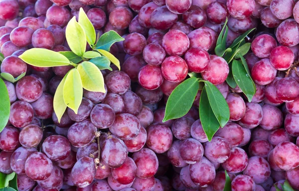 Frutas frescas de uvas — Fotografia de Stock