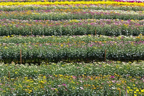 Jardín de flores de crisantemo — Foto de Stock