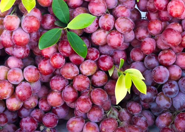 Frutos frescos de uva roja —  Fotos de Stock