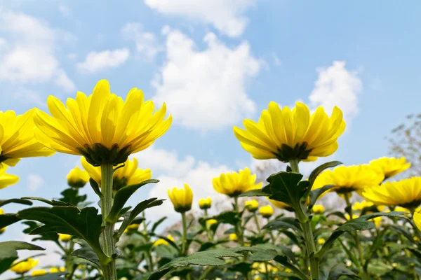 Sárga krizantém virágok — Stock Fotó