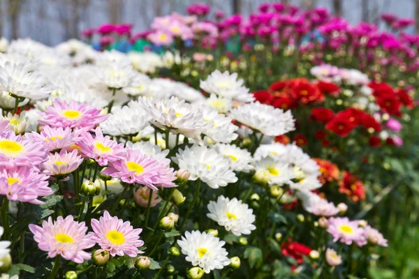 Fleurs de chrysanthème colorées — Photo