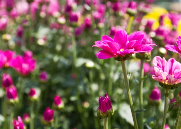 stock image Pink chrysanthemum flowers