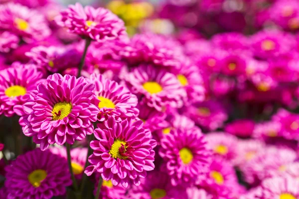 Colorful pink chrysanthemum — Stock Photo, Image