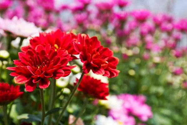 Crisantemo rojo colorido —  Fotos de Stock