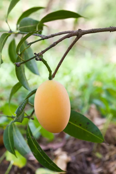 Maprang (Тайська фрукти ) — стокове фото