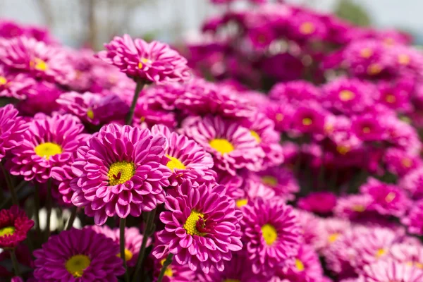 Colorful pink chrysanthemum — Stock Photo, Image