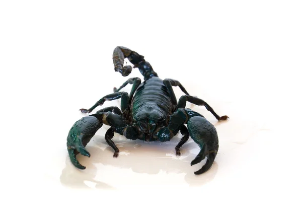 Escorpión negro — Foto de Stock