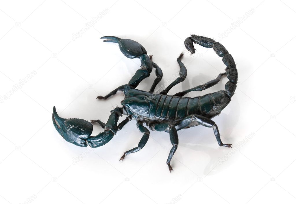 Green scorpion
