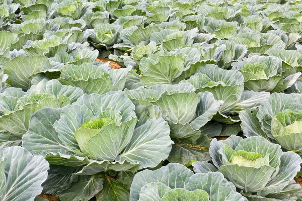 Cabbage fields in Thailand — Stock Photo, Image