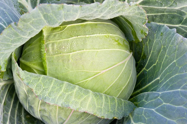 Fresh cabbage on the garden — Stock Photo, Image