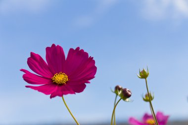 pembe cosmos çiçek