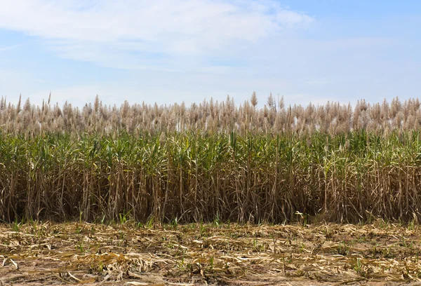 Sockerrör fält — Stockfoto