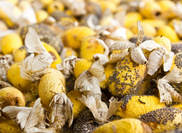 Imagem de close-up da semente de bicho-da-seda — Fotografia de Stock