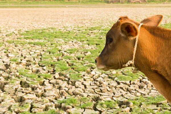 Ko och sprucken jord — Stockfoto