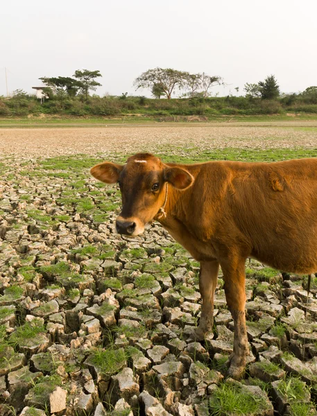 Vaca y tierra agrietada —  Fotos de Stock