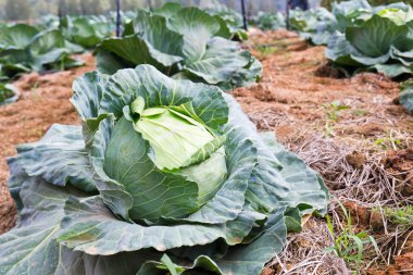 Cabbage fields clipart