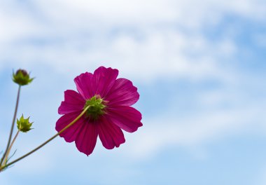 pembe cosmos çiçek