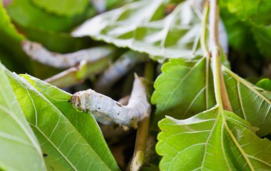 Silkworms eating mulberry leaf clipart