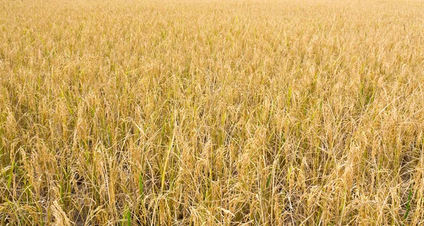 Zlatá rýže pole — Stock fotografie