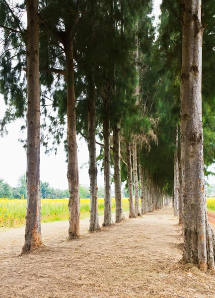 Pathway to Tunnel of Pine Trees — Stock Photo, Image