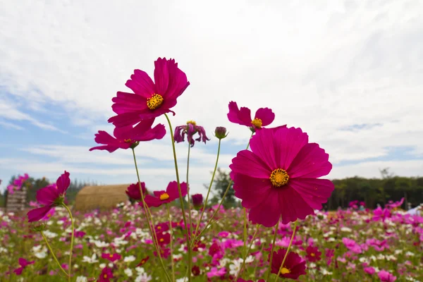 Pink Cosmos flower garden — Stock Photo, Image
