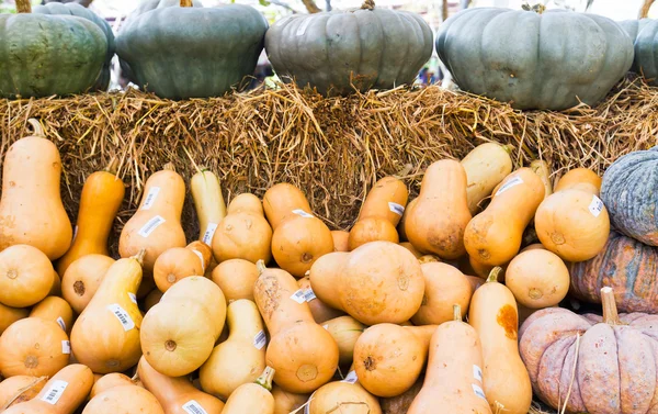 stock image Pumpkins collection on sell