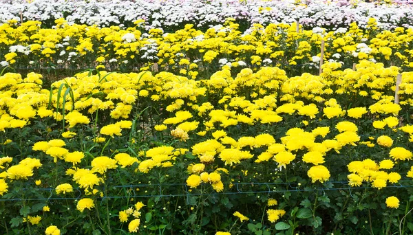 stock image Colorful chrysanthemum flowers