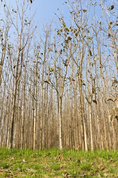 Las teakowy — Zdjęcie stockowe