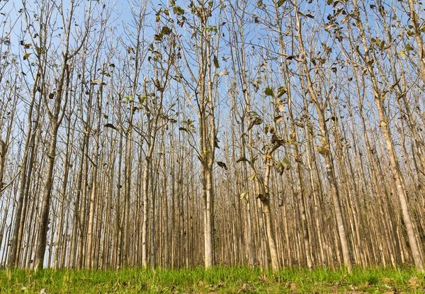 Las teakowy — Zdjęcie stockowe