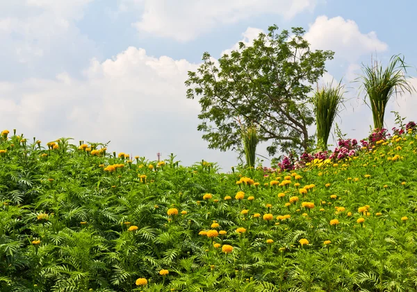 stock image Yellow marigold flowers