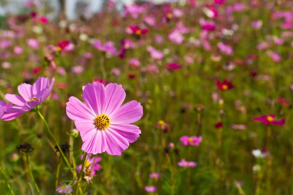 Flores cosmos rosa — Fotografia de Stock