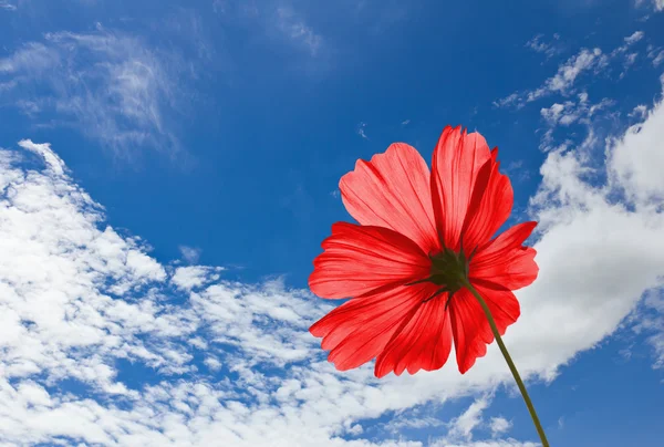 stock image Red Cosmos flowers