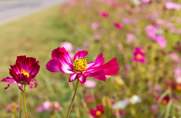 Red Cosmos flowers — Stock Photo, Image