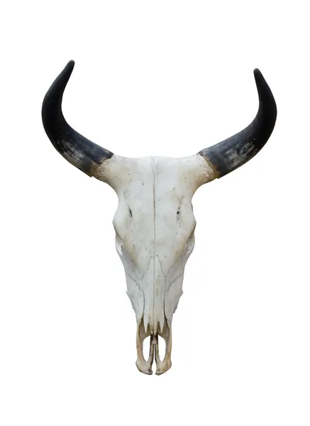 Buffalo skull — Stock Photo, Image